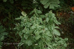 Ocimum basilicum var. basilicum